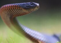 11 Things You Didn’t Know About Australian Snake Season