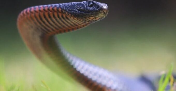 11 Things You Didn’t Know About Australian Snake Season