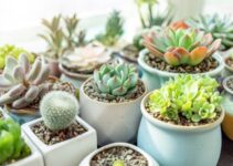 4 Tips for Choosing the Right Pot for Your Succulents
