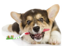 7 Dental Care Tips and Tricks for New Dog Owners