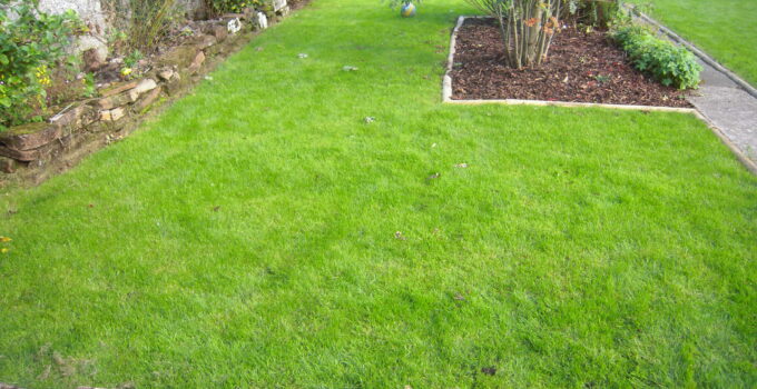 Should You Use Turf or Grass Seed For Your New Lawn – A 2023 Guide