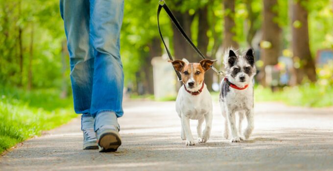Easy Ways to Make Dog Walking More Interesting