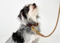 6 Things to know before you buy a Dog Collar
