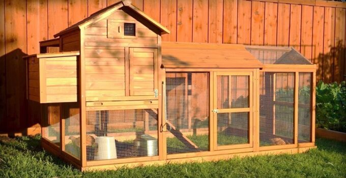 How To Choose The Best Chicken Coop Size For Your Flock