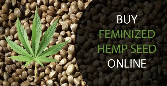 Tips for Buying Feminized Hemp Seeds Online
