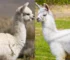 10 Interesting Facts To Know About Llamas And Alpacas