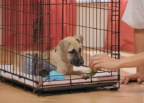 How Long Does It Take for a Puppy to Get Used to a Cage?