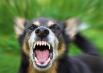7 Dog Bite Claim Mistakes and How to Avoid Them