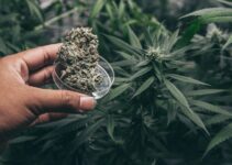 4 Easiest Cannabis Strains to Grow for Beginners