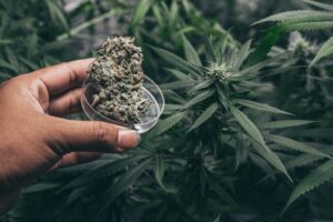 4 Easiest Cannabis Strains to Grow for Beginners