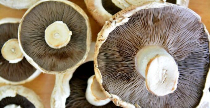 What Are Mushroom Spores & What Are They Used For?