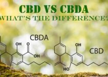 Is CBDA The New CBD?