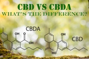 Is CBDA The New CBD?