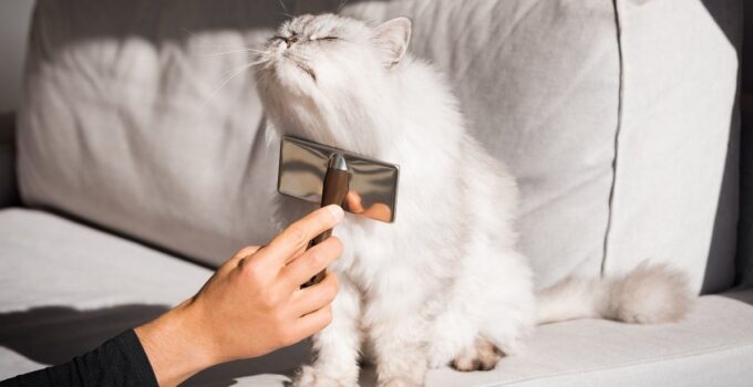 Ragdoll Cat Grooming: How to Keep Your Feline Looking and Feeling Great