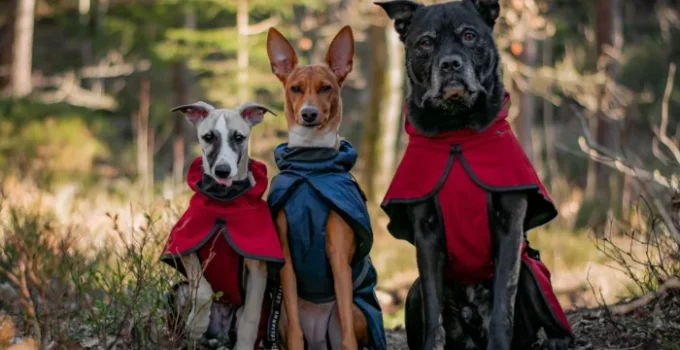 Fashionable Fido: The Role Of Puppy Clothes In Keeping Your Pup Cozy And Cut