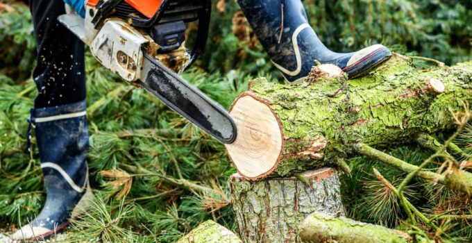 Removing Trees with Confidence: Key Guidelines and Safety Precautions