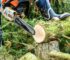 Removing Trees with Confidence: Key Guidelines and Safety Precautions