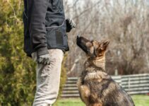 Troubleshooting Training Challenges: Solutions for Common Dog Behavior Issues