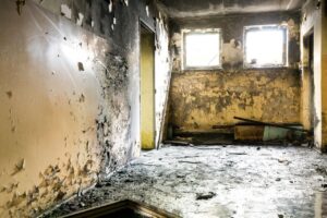 Benefits of Professional Mold Remediation