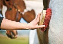 5 Tips for Grooming Your Elderly Horse