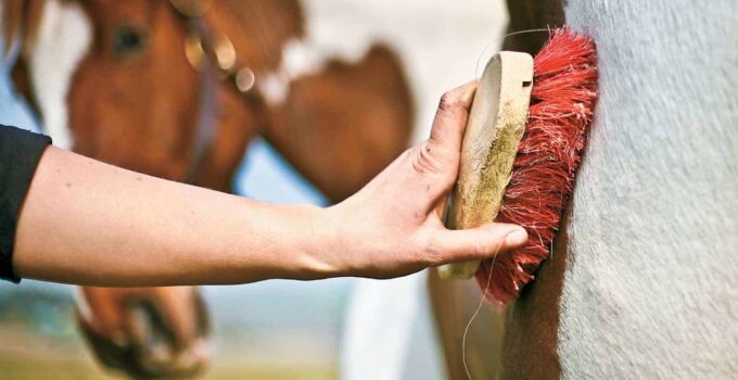 5 Tips for Grooming Your Elderly Horse
