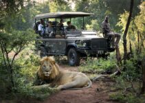 Choosing the Perfect Safari Destination: A Guide to Best Places