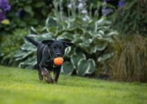 Making the Most of Your Dog Run: Fun Activity Ideas for Your Pet