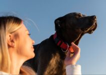 Keeping Your Furry Friend Safe: Unveiling the Safest Types of Dog Collars