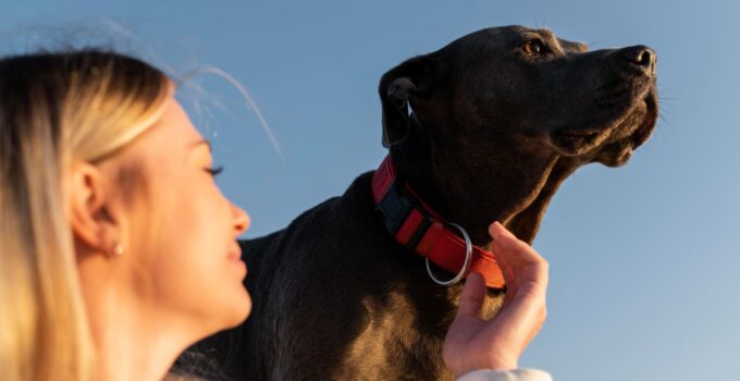 Keeping Your Furry Friend Safe: Unveiling the Safest Types of Dog Collars