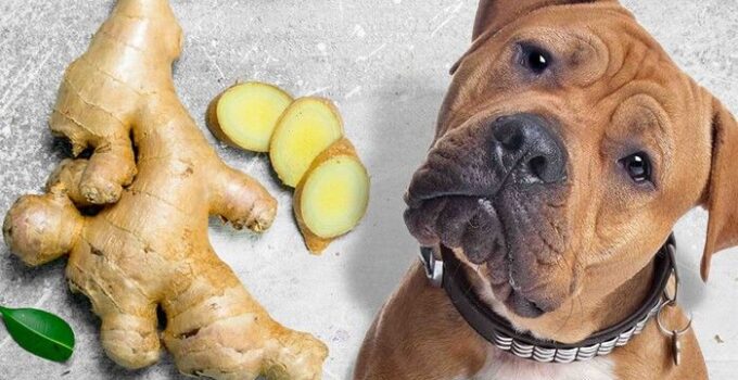 How Does Ginger Impact Dogs’ Health?