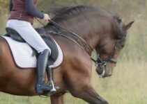 Equestrian Elegance: Choosing the Perfect Riding Boots for Women