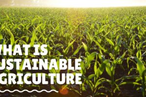 Unveiling the Essence of Sustainable Agriculture: Exploring Its Core Principles
