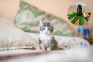 How to Give CBD to Cats: Tips for Safe and Effective Administration