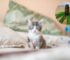 How to Give CBD to Cats: Tips for Safe and Effective Administration