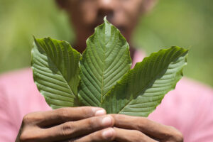 Kratom Chronicles: Festivals, Forums, and the Future of Community